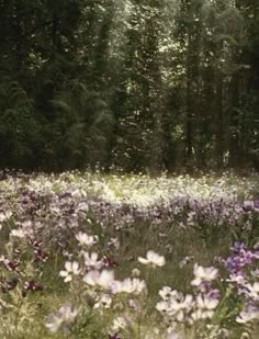 a field full of purple and white flowers with trees in the backgrounnd