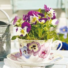 purple pansies in a teacup on a table