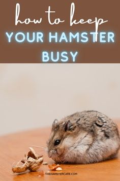 a hamster eating peanuts on the floor with text overlay reading how to keep your hamster busy