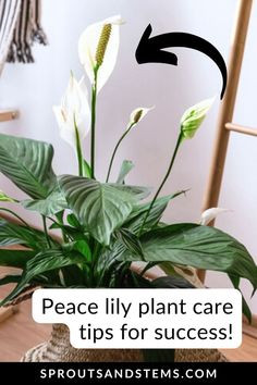 peace lily plant care tips for success