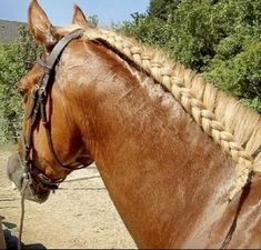 a brown horse with braids on it's head