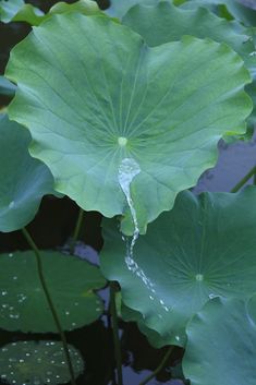 the water is running through the green leaves