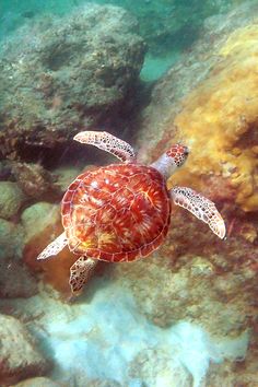 a sea turtle swimming in the ocean with rocks and corals on the water's surface