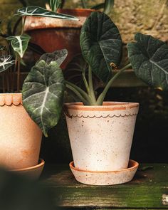 three potted plants sitting on top of a wooden table