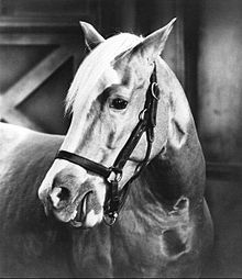 a black and white photo of a horse with blonde hair on it's head