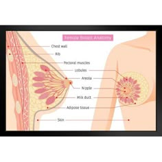 breast anatomy with labels and description