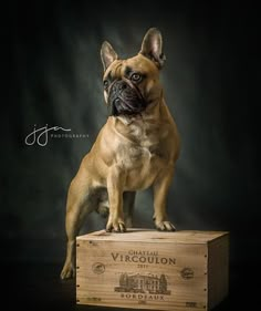 a dog standing on top of a wooden box with its head turned to the side