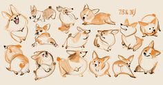 an image of a group of corgis in different positions and sizes on a white background