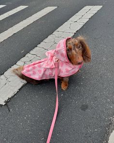 a small brown dog wearing a pink raincoat sitting on the side of a road