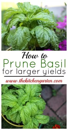 how to prune basil for larger yieldes in containers with text overlay that reads, how to prune basil for larger yield