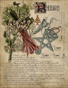 Witches Book Of Shadows, Journal Witchcraft, Plant Knowledge, Stary Papier, Witches Book, Grimoire Book