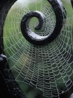 a close up of a spider web with water droplets on it's back end