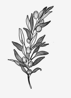 an olive branch with leaves and nuts on it