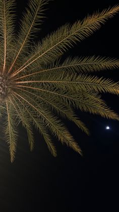 a palm tree with the moon in the background and some lights shining on it's branches