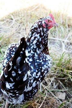 a brown and white chicken standing on top of dry grass