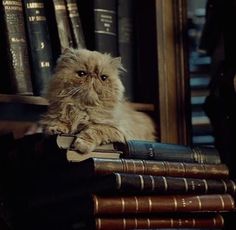 a fluffy cat sitting on top of books in front of a book shelf full of books