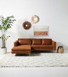 a living room with a couch, rug and potted plant