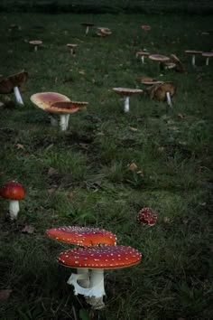 a group of mushrooms sitting on top of a lush green field