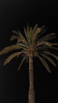 a palm tree is lit up at night