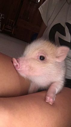 a small white animal sitting on top of someone's lap in the living room