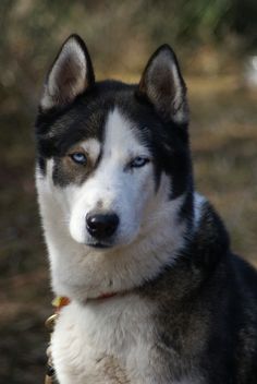 a black and white dog with blue eyes sitting on the ground in front of trees