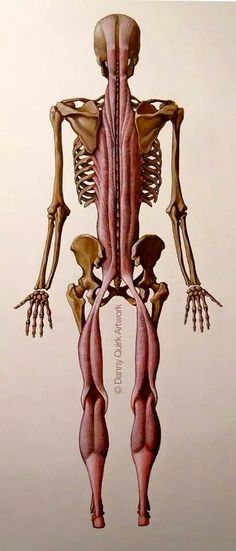 an image of a human skeleton with muscles labeled in the back and upper parts showing