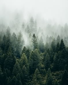 the forest is covered in fog and low lying clouds