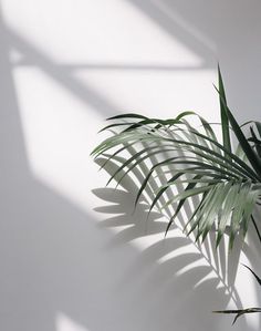 a green plant sitting on top of a white wall next to a shadow cast wall