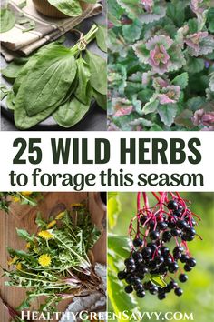 25 wild herbs to forage this season