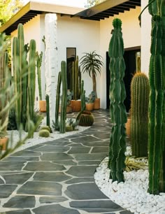 a house with many cacti in front of it and some rocks on the ground