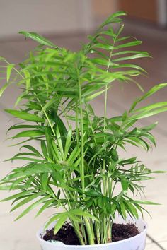 a potted plant is sitting on the ground