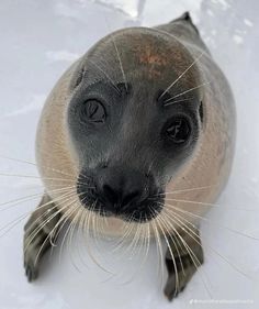 a seal is looking up at the camera