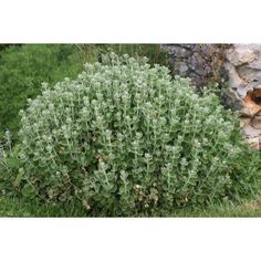 a bush with green leaves in front of a rock wall and shrubbery behind it