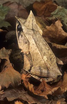 a frog sitting on top of leaves in the forest