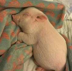 a small pig sleeping on top of a blanket