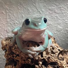 a blue and white frog sitting on top of a rock