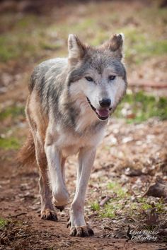 a gray wolf walking across a dirt and grass covered forest floor with its mouth open