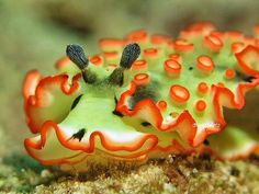 an orange and green sea slug sitting on top of a rock