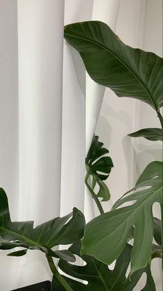 a large green plant sitting next to a window