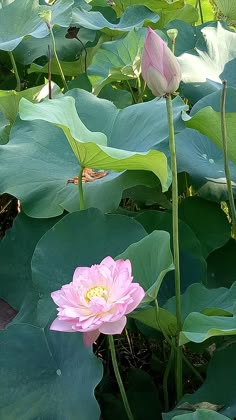 two pink flowers are in the middle of a large green plant