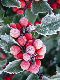 the berries are covered in frost on the tree