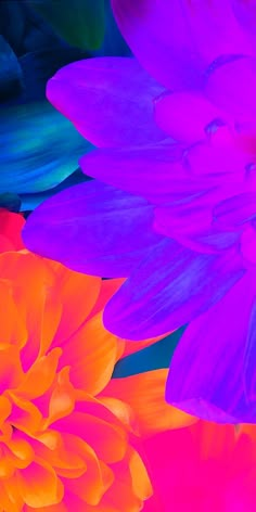 an image of colorful flowers that are in color