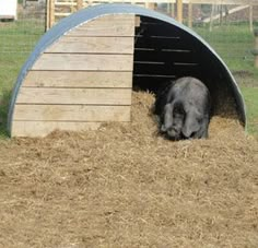 a pig is laying down in the hay