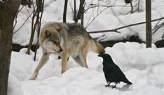 a black bird standing next to a wolf in the snow