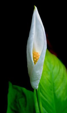 a white flower with green leaves in the foreground and a black background behind it