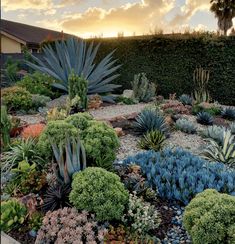 a garden with many different types of plants and shrubs in the foreground, at sunset