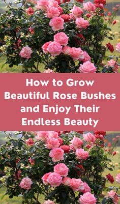 pink roses with the words how to grow beautiful rose bushes and enjoy their endless beauty