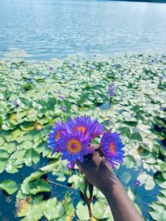 a hand is holding two purple flowers in front of water lilies and lily pads