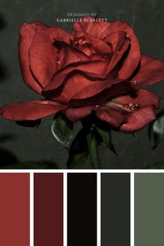 a red rose is shown in the center of color swatches, with dark background