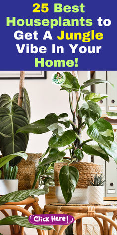 houseplants to get a jungle vibe in your home